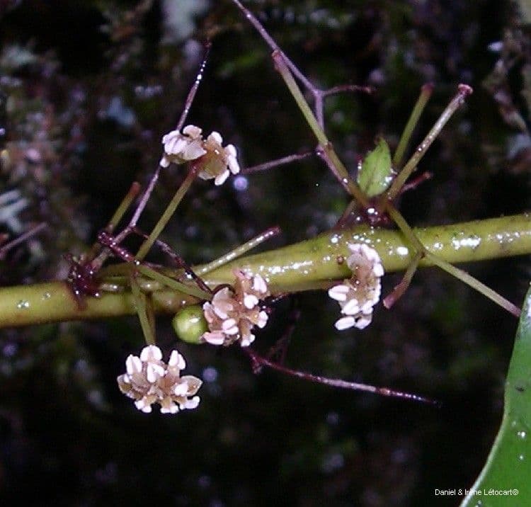 Amborella 7