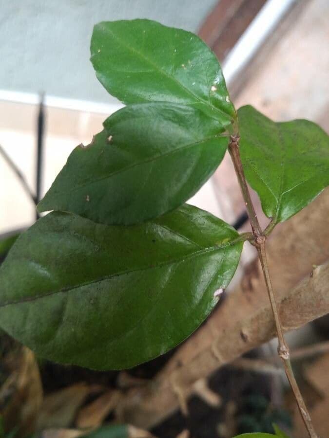 Thunbergie 16