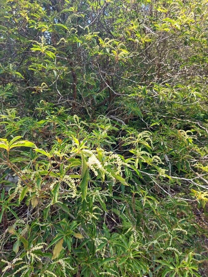 Clethra 15