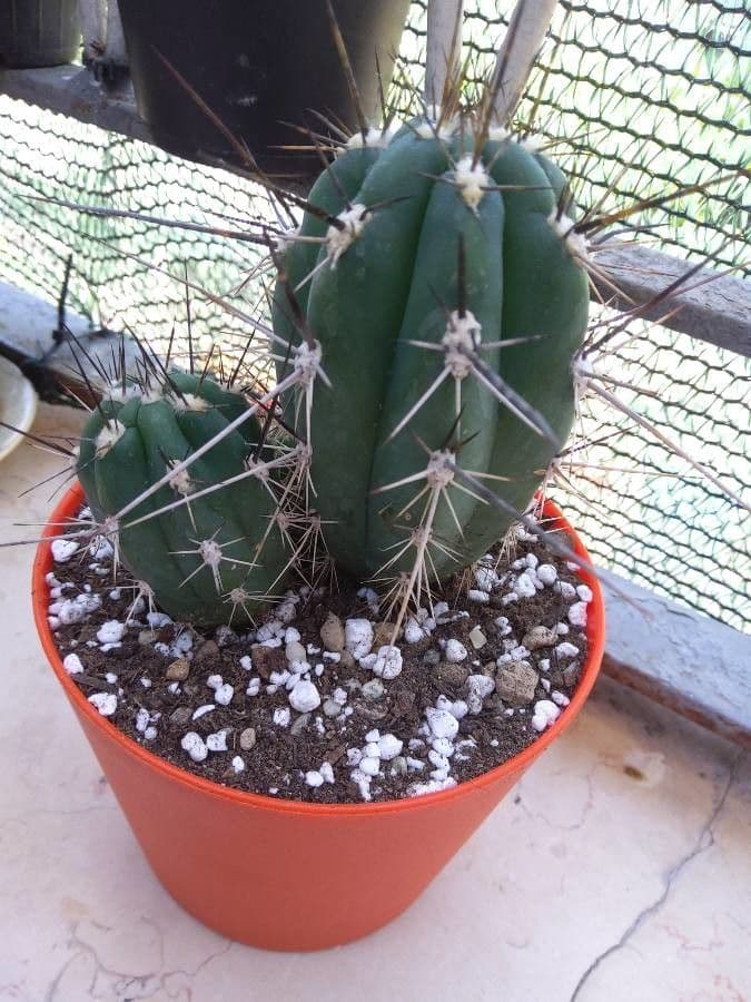 Cactus stuzzicadenti 15