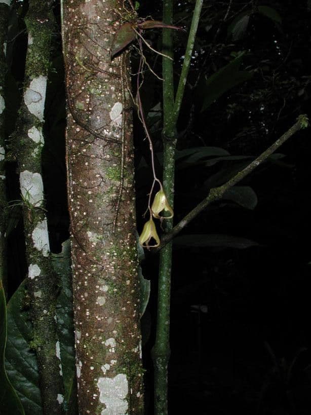 Leochilus 12