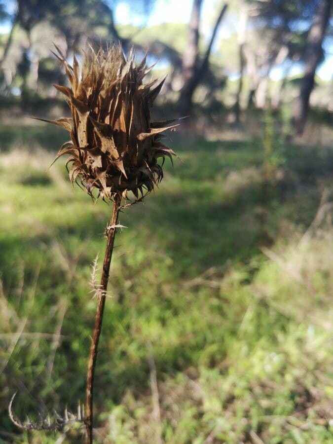 Cynara humilis 5