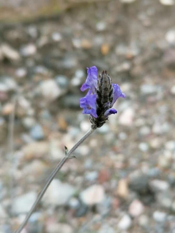Lavanda multifida 4