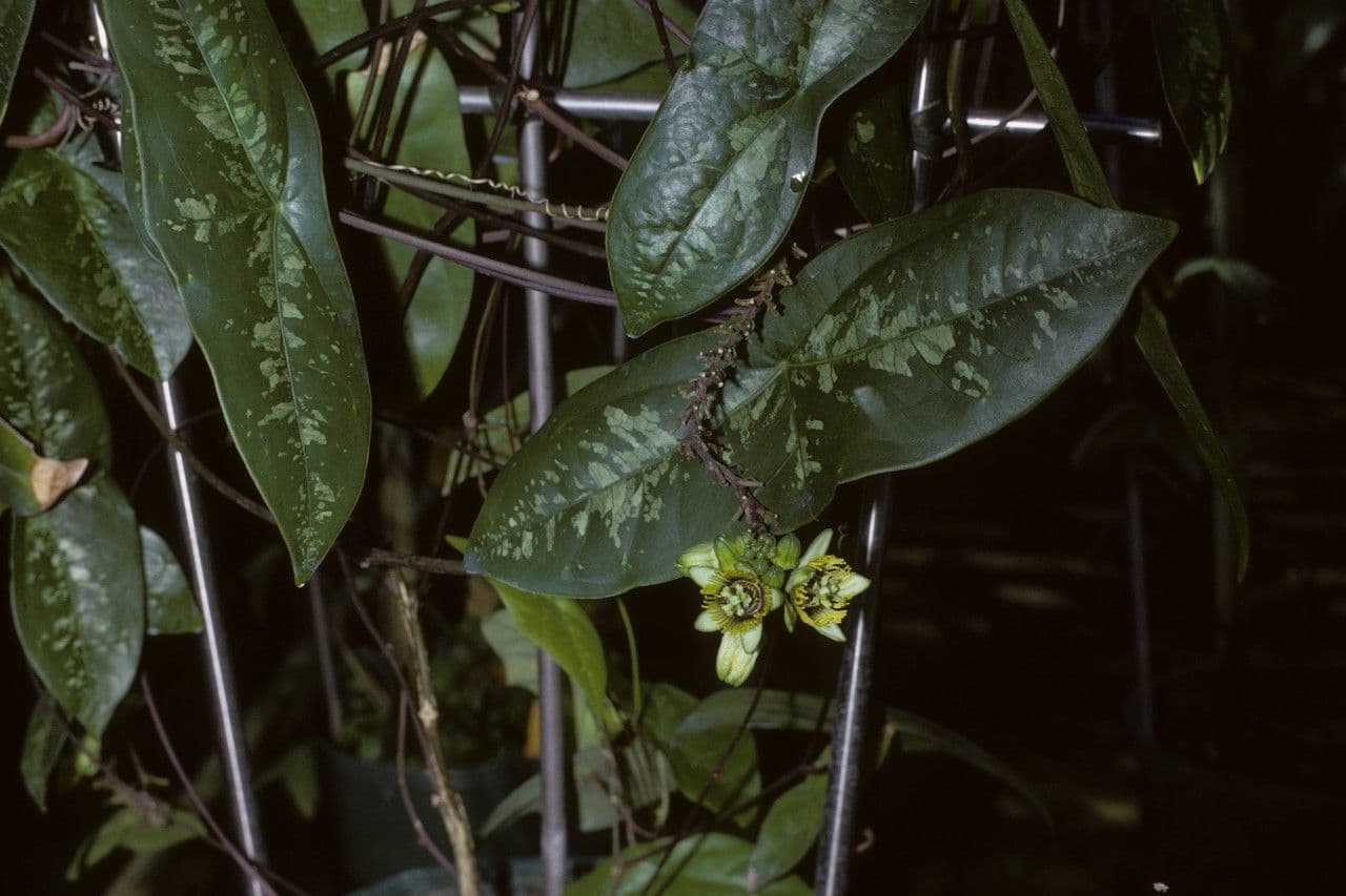 Passiflore écarlate 19