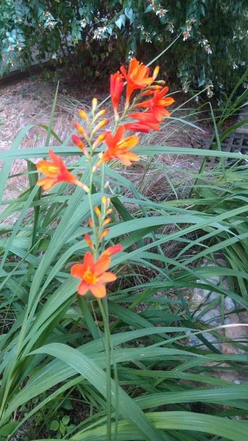 Montbretia 22