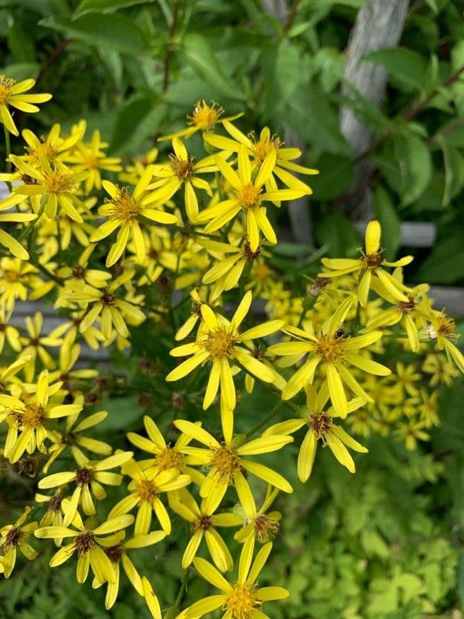 Senecio sarracenico 3