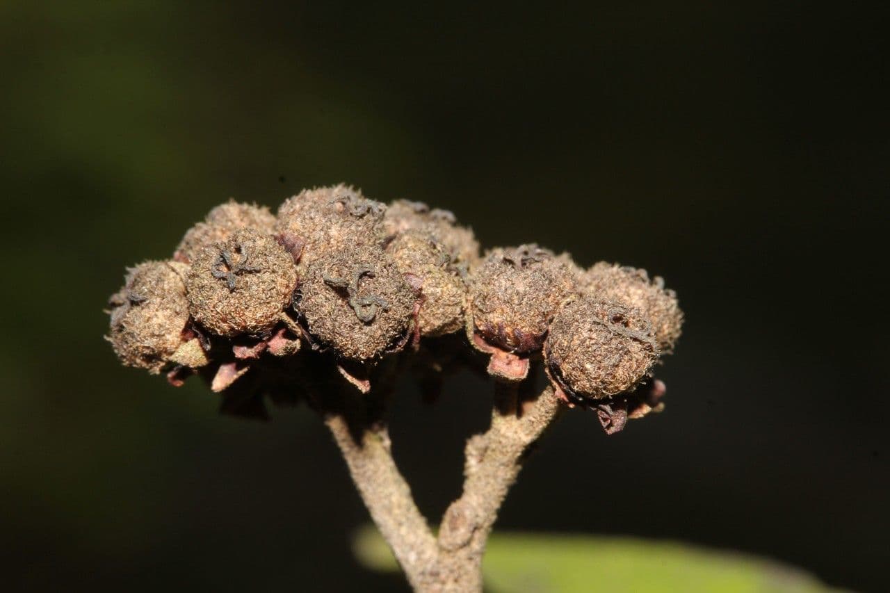 Dombeya 5