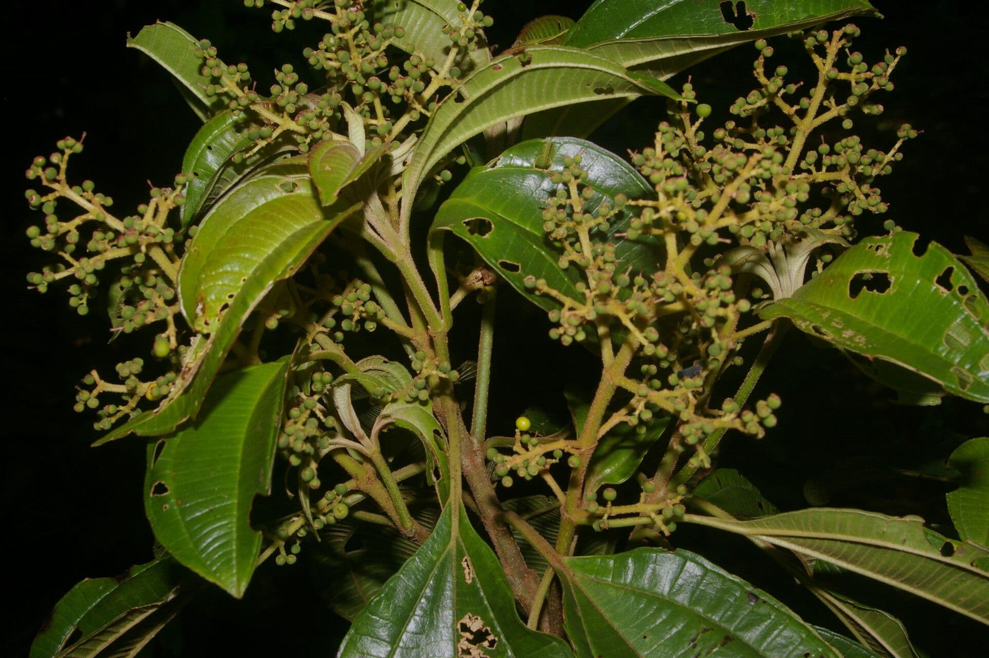 Miconia theizans 7