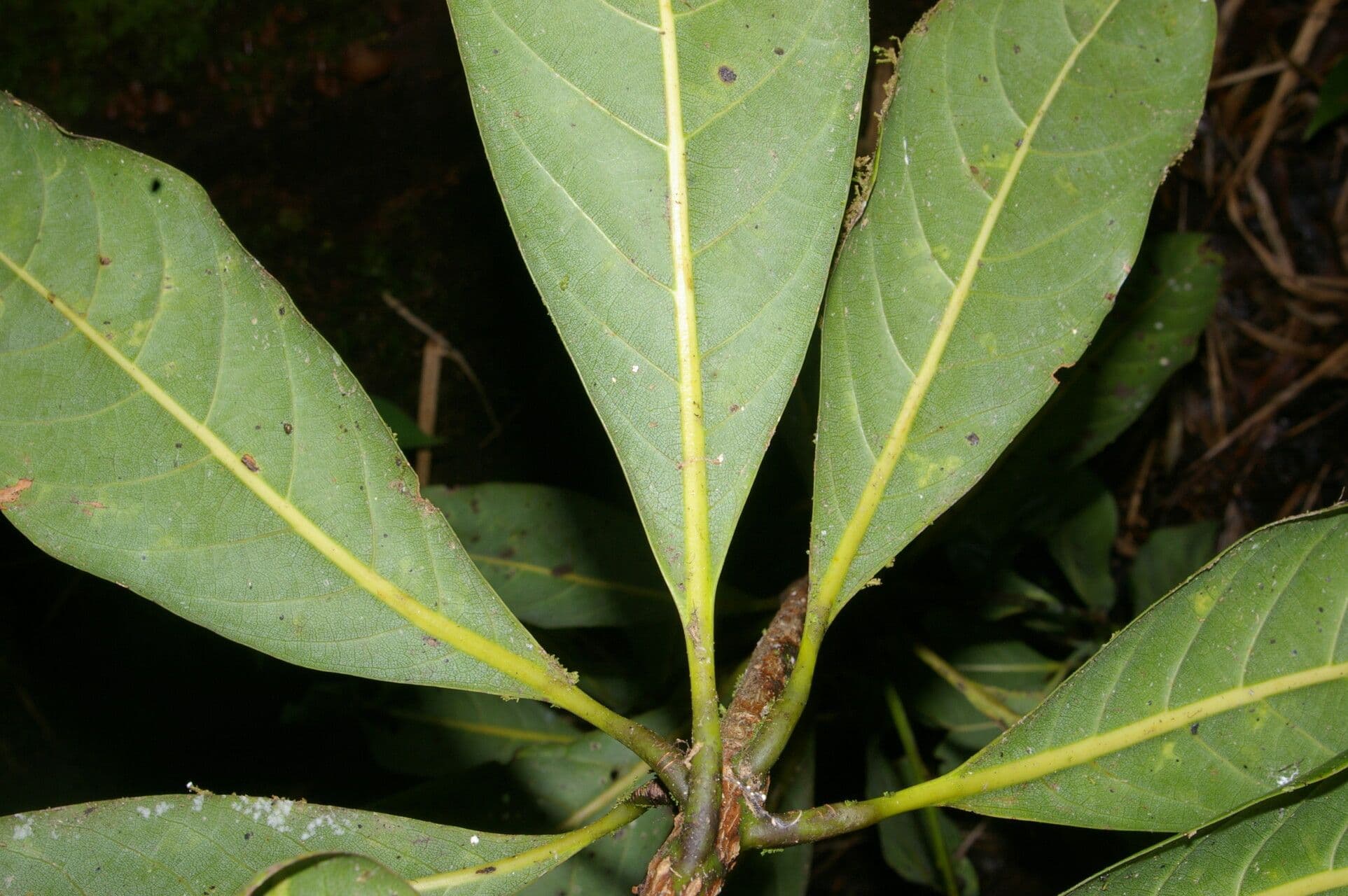 Persea 5