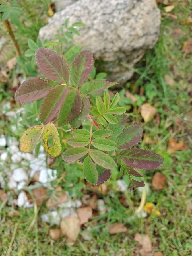 Woods-Rose 19