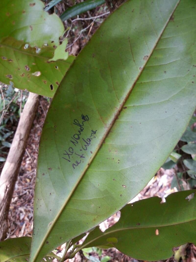 Ixonanthes