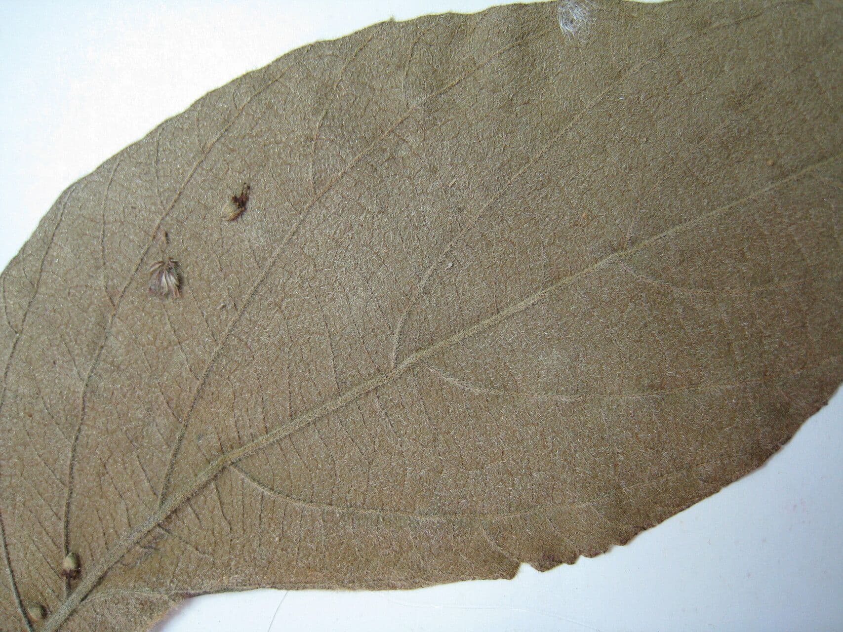 Cordia 3