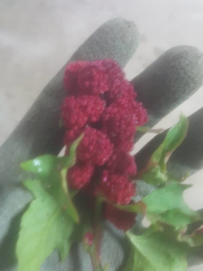 Chénopode rouge 4