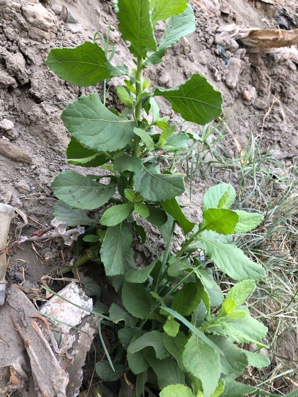 Laggera 8