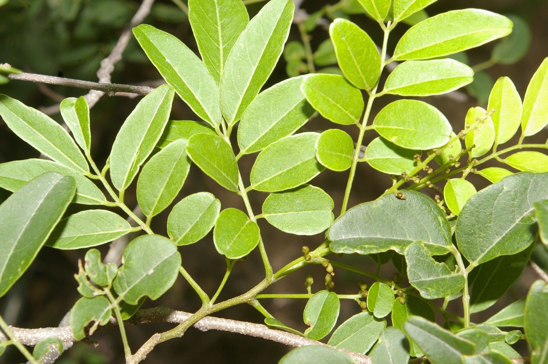 Lonchocarpus lanceolato 16