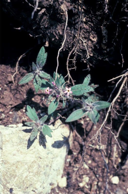 Collomia 5