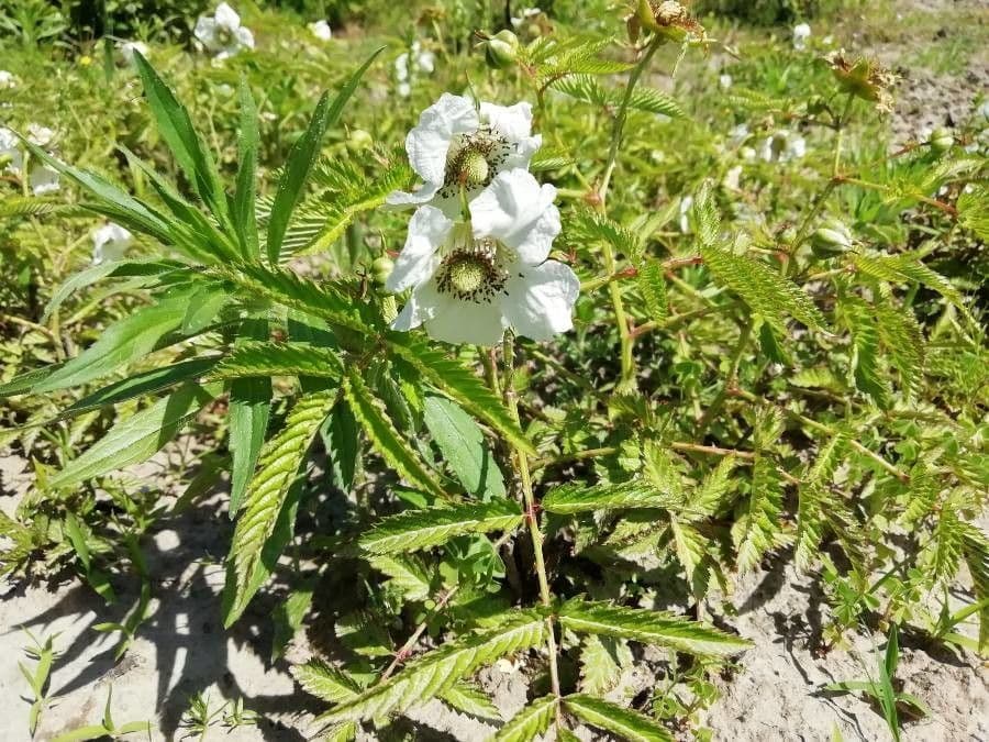 Rubus illecebrosus 10