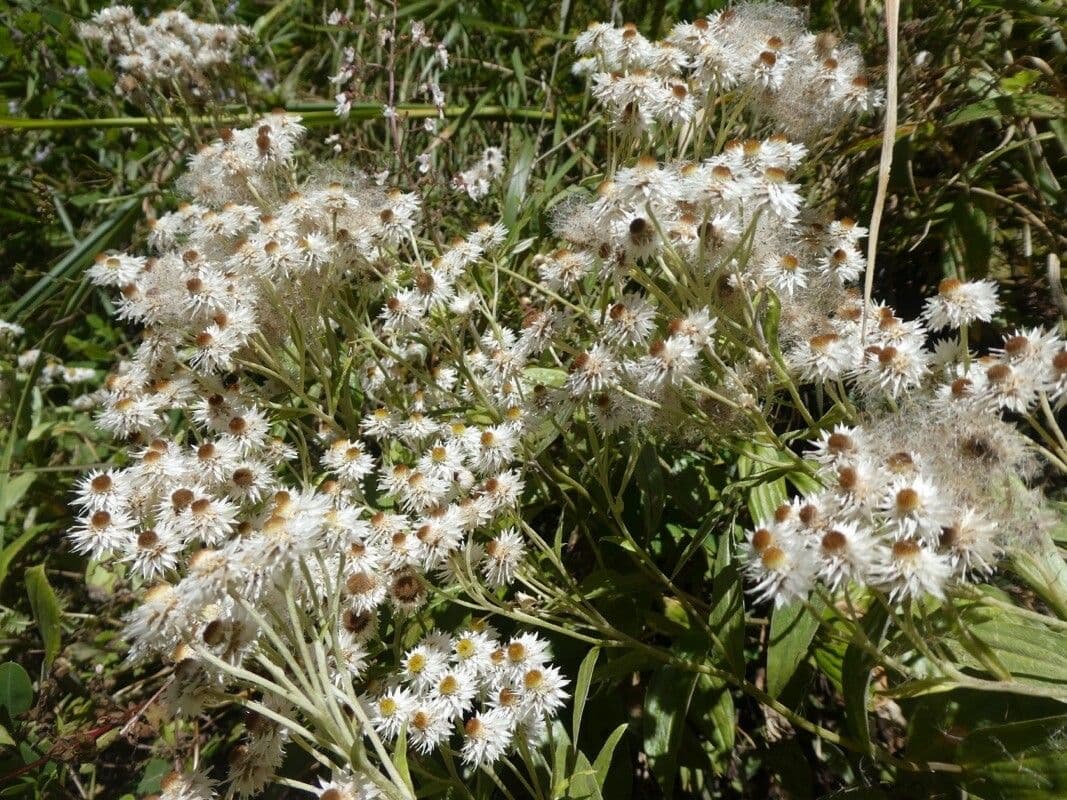 Anaphalis 2