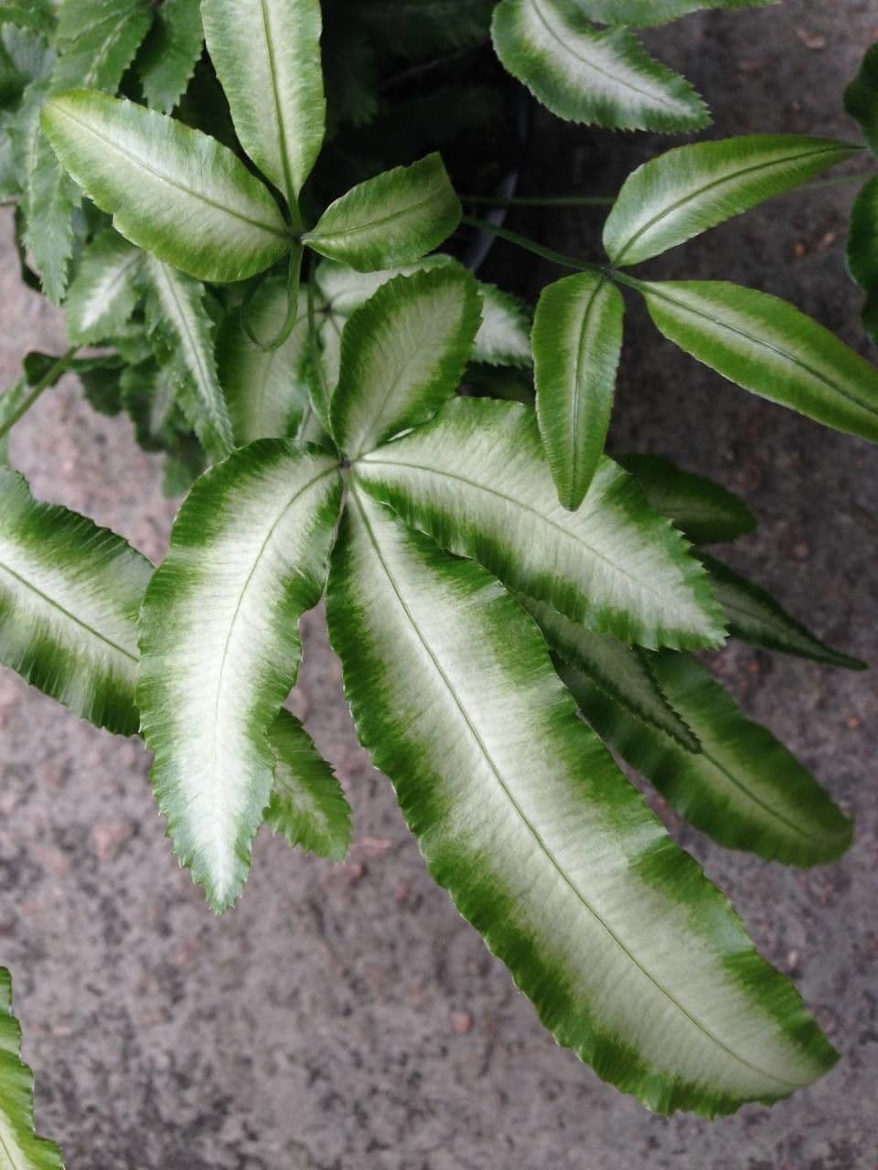 Pteris di Creta 11