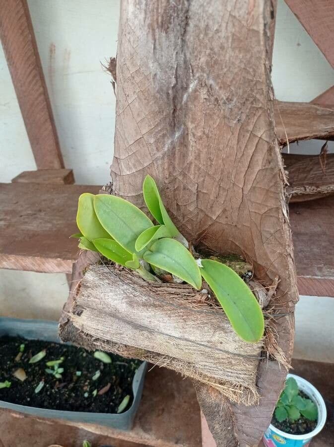 Cattleya 8