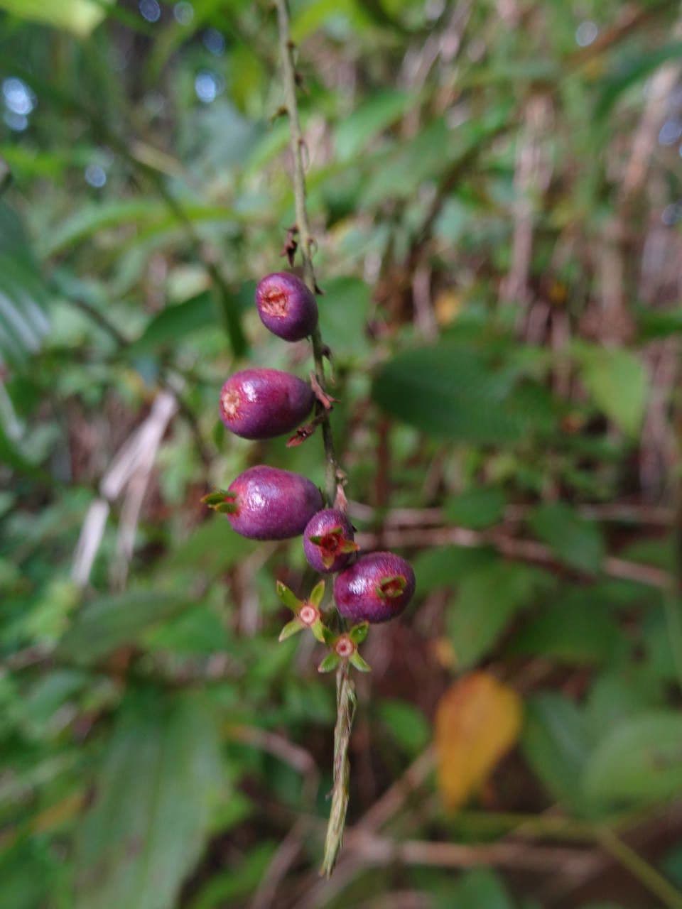 Borstige Gonzalunia 5