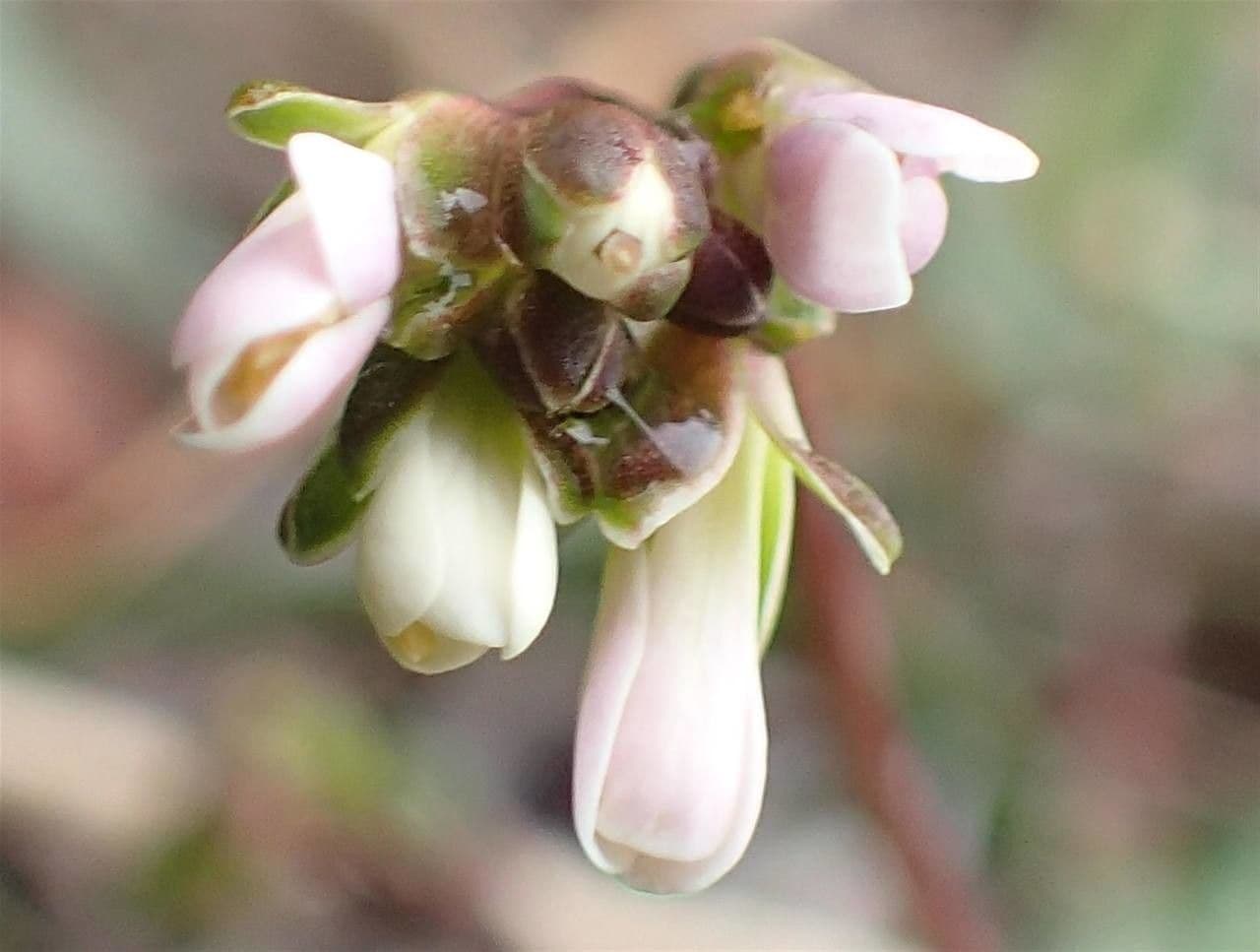 Arabis scabra 6