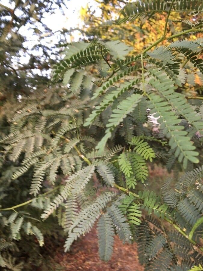 Prosopis 20
