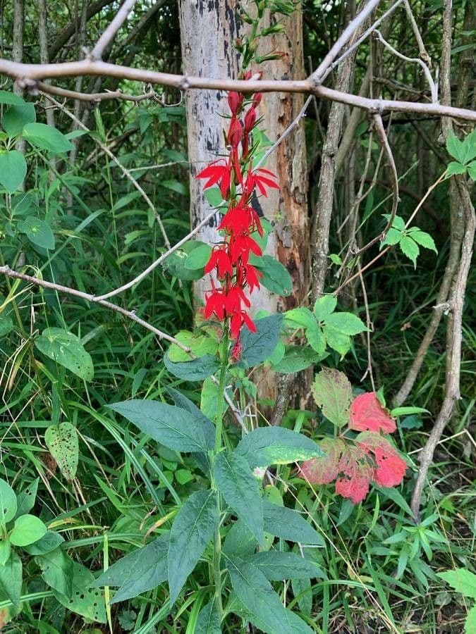 Lobelia cardinale 19