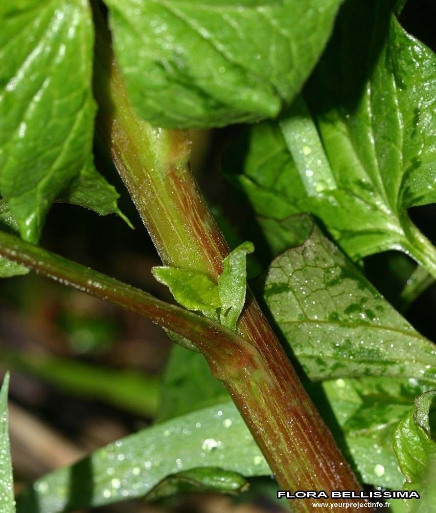 Komosa strzałkowata 20