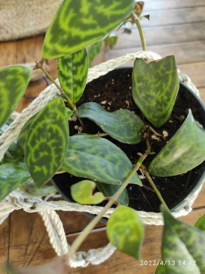 Aeschynanthus 7