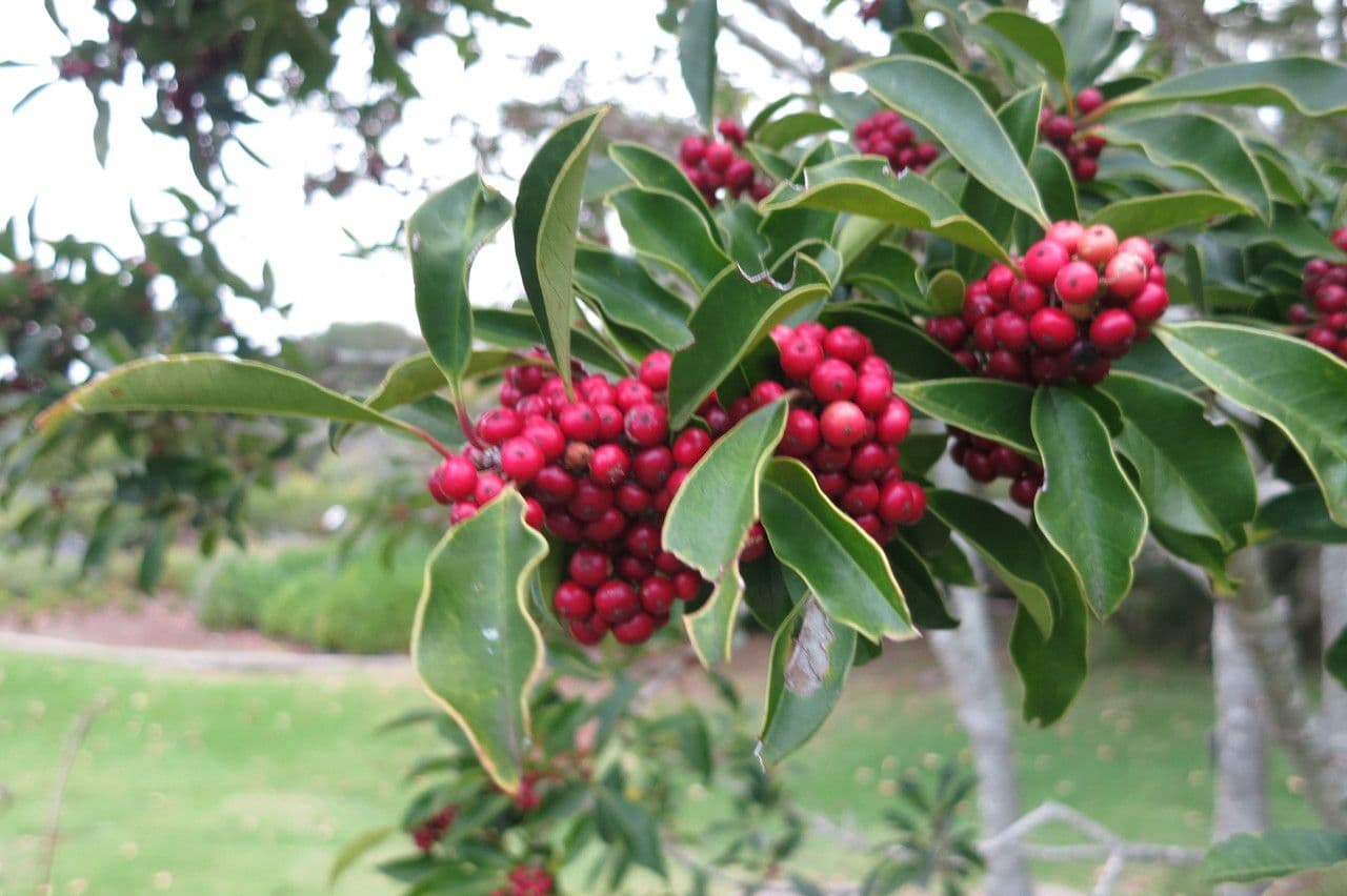 Ilex mitis 2