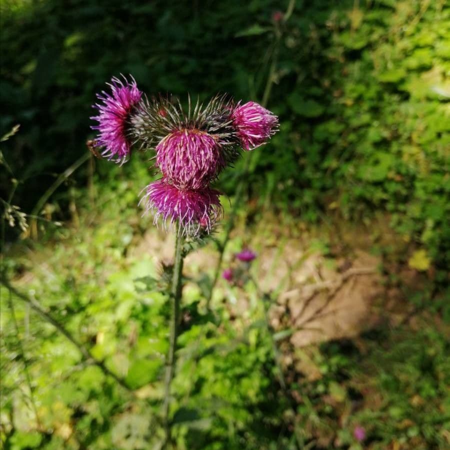 Karde 7