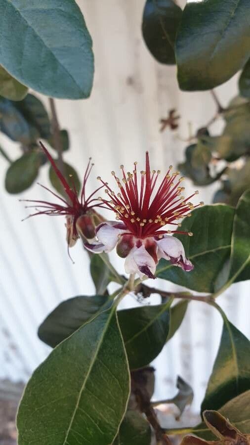 Feijoa 7