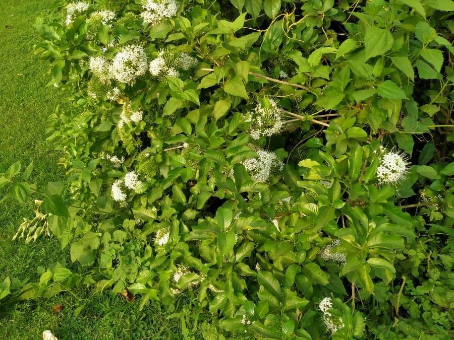 Ixora 12