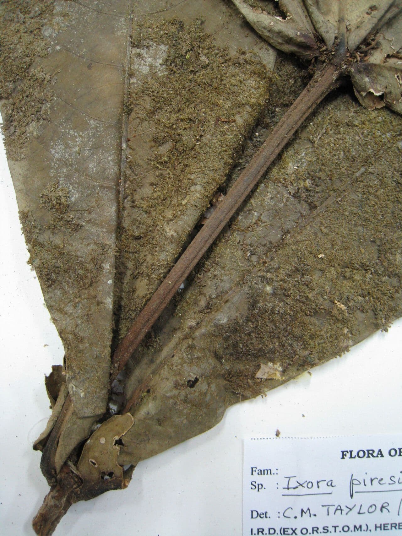 Ixora 12