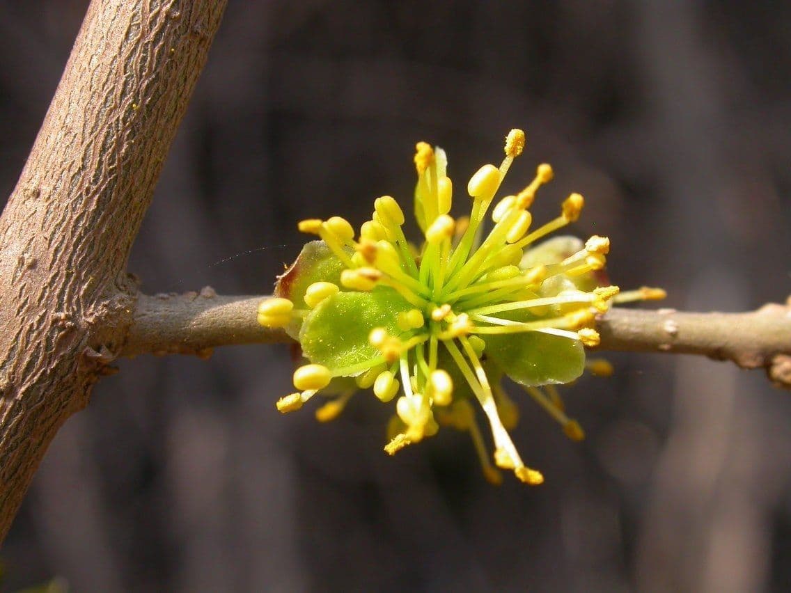 Forestiera 3