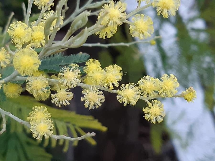 Mimosa 6