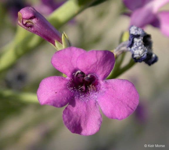 Penstemon 3