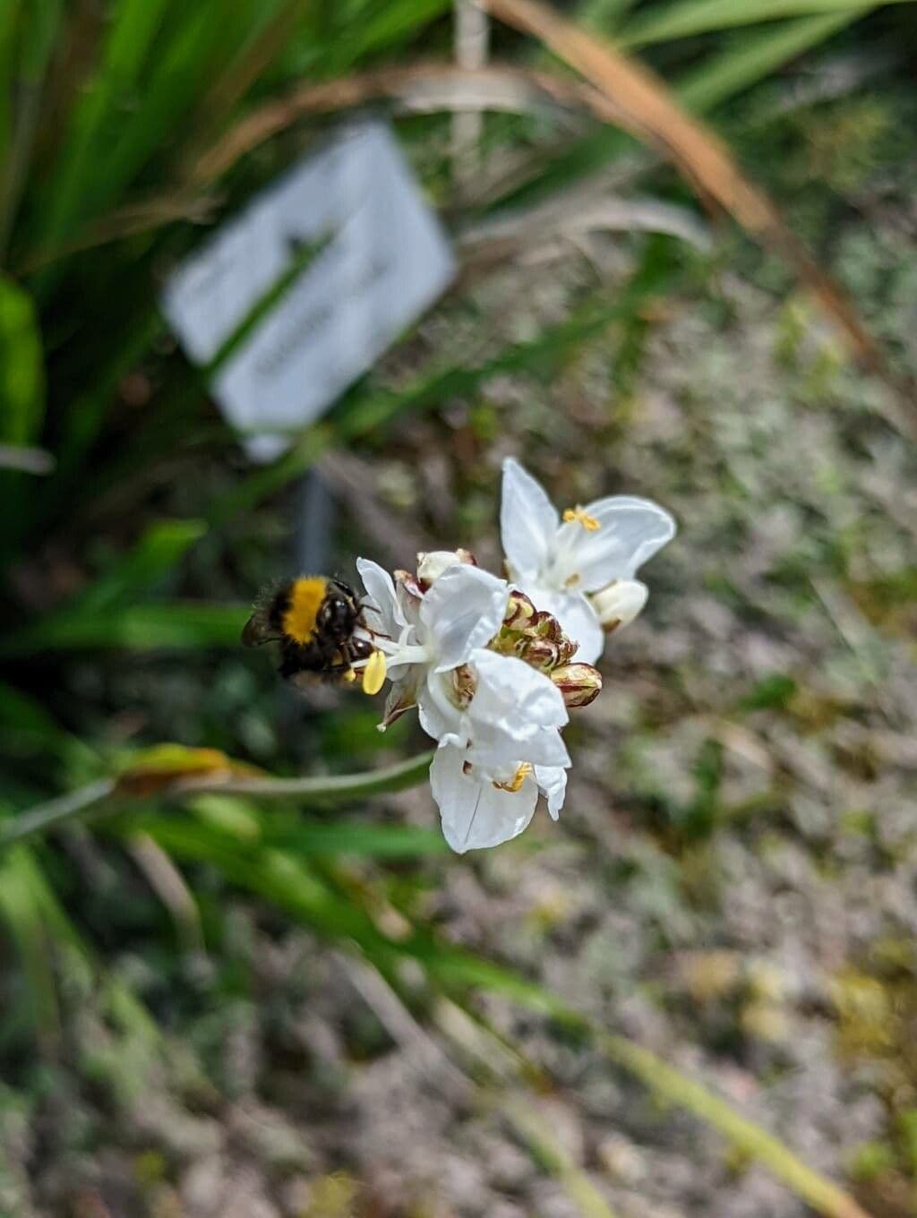 Libertia