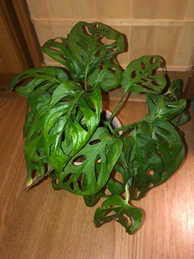 Monstera adansonii 18