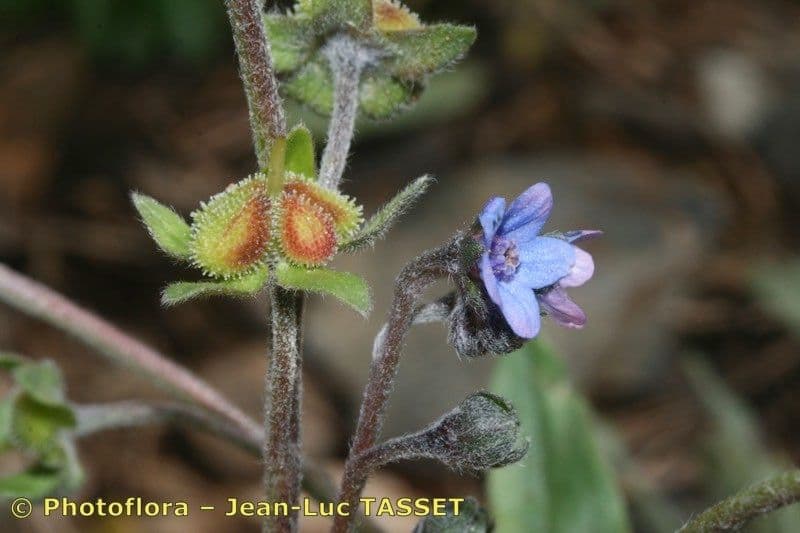 Cynoglossum dioscoridis 21
