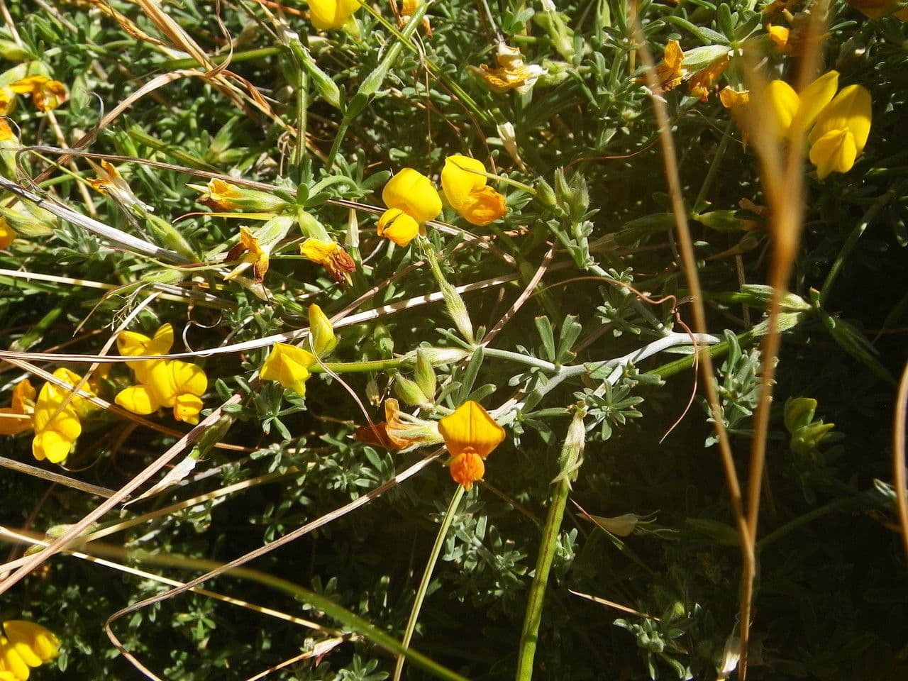 Loto 11