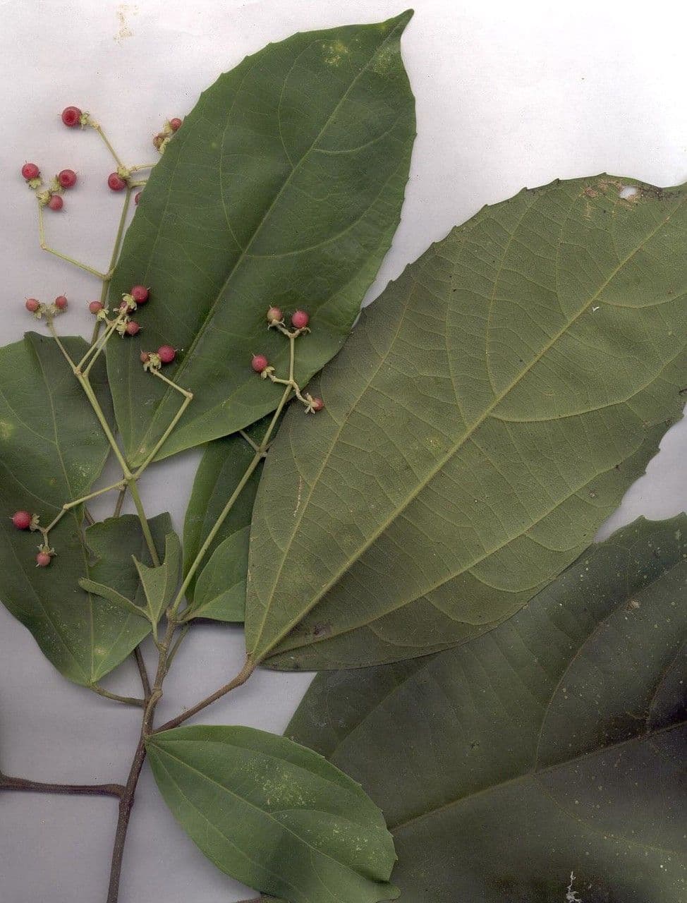 Hasseltia floribunda 20