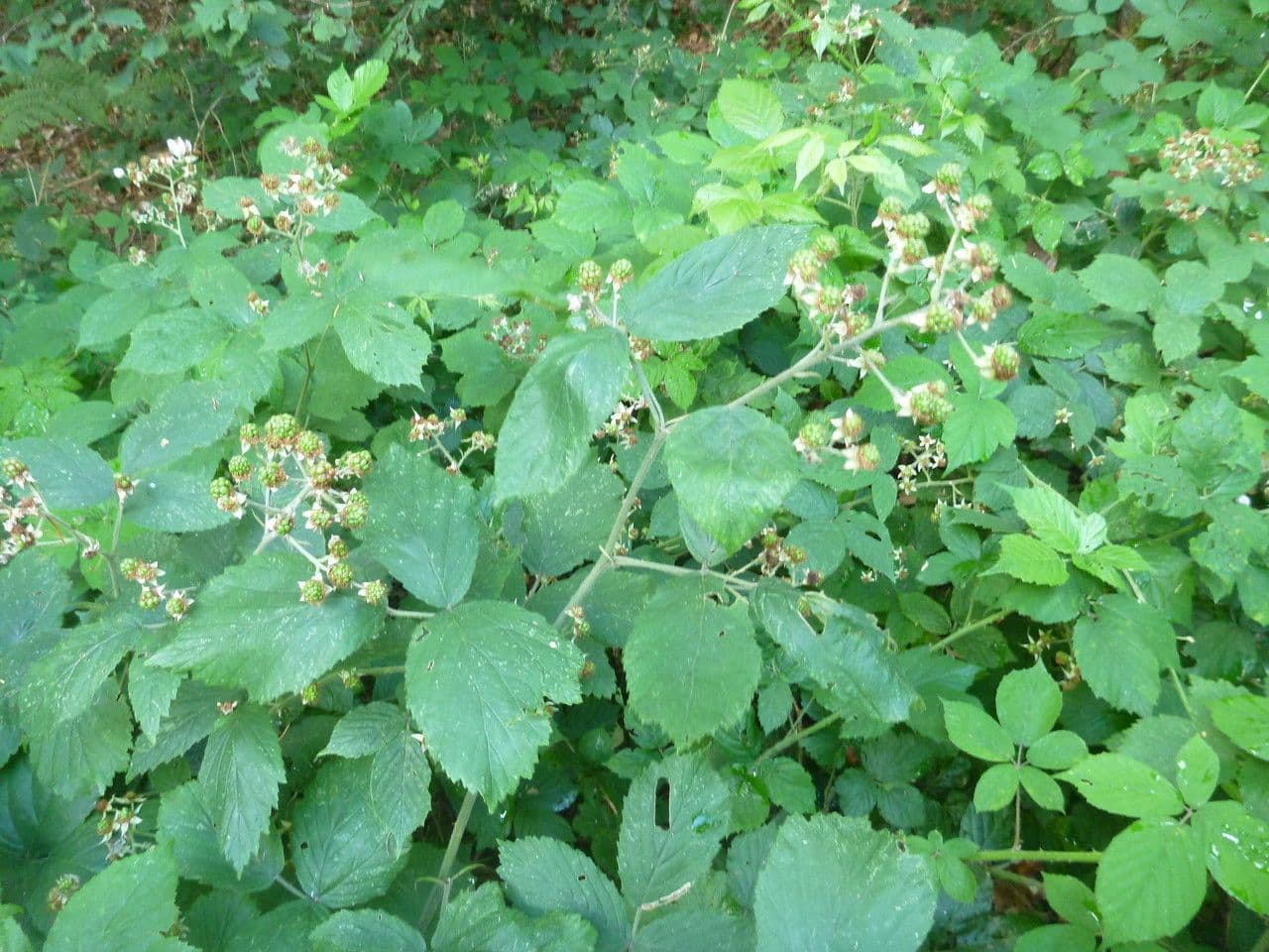 Rovo 5