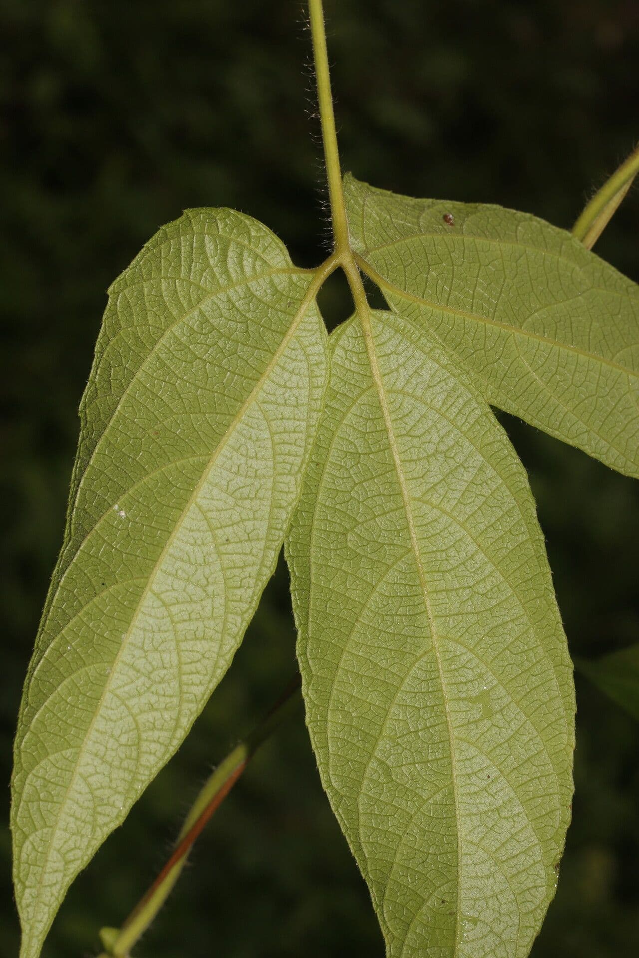 Dalechampia 7