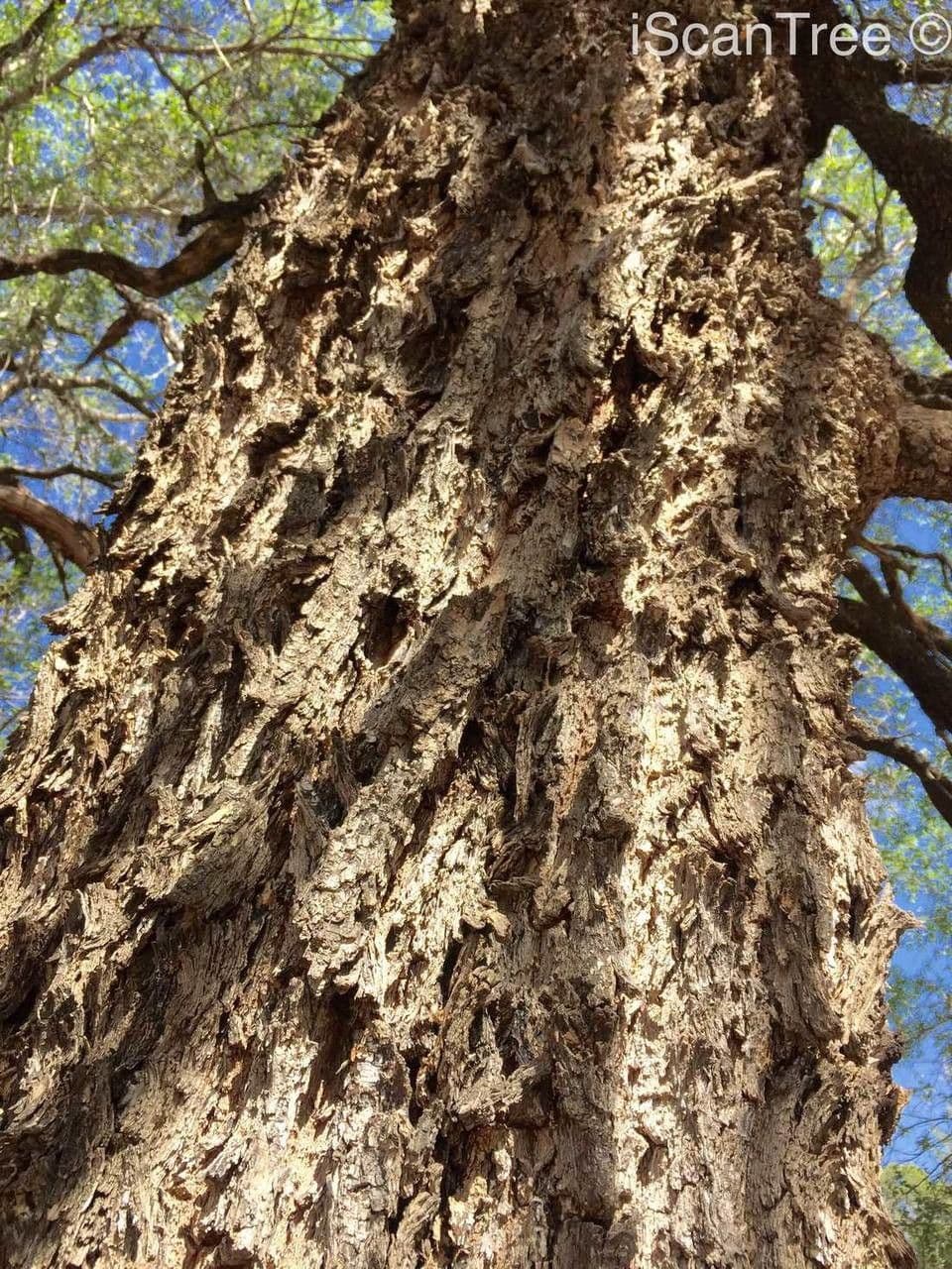 Tamboti 12