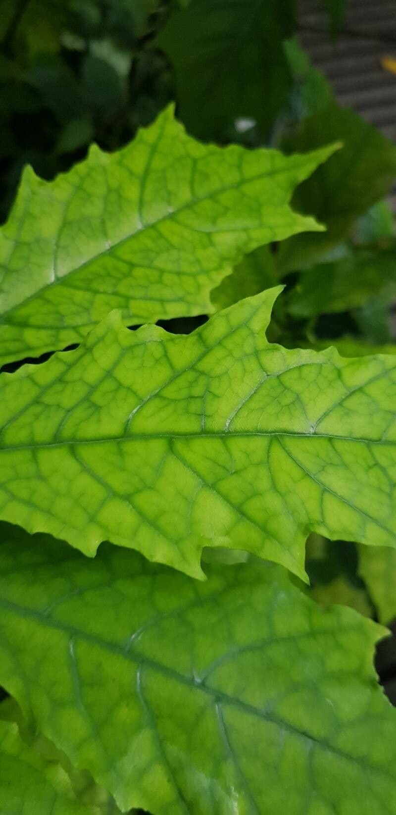 Dorstenia 4