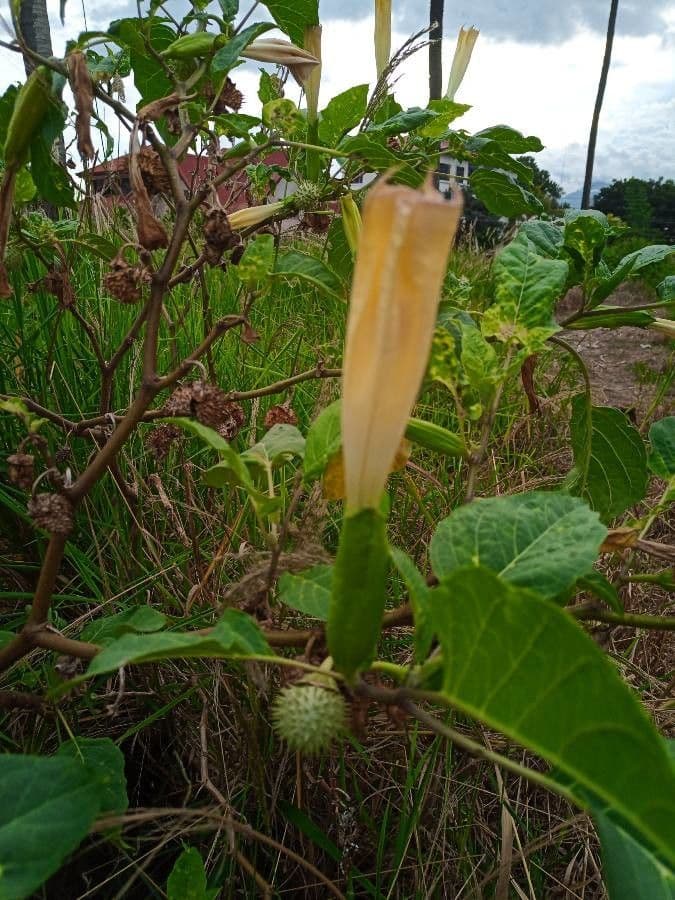 Datura metel 2