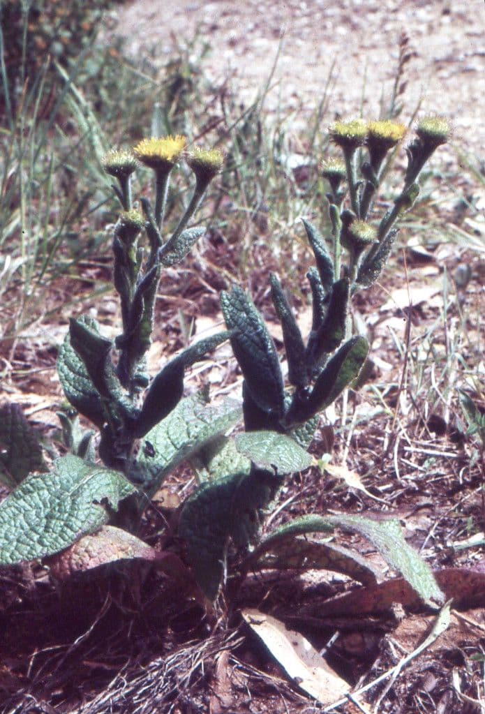 Pulicaria odora 14