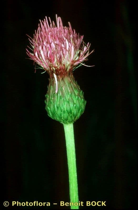 Knollen-Distel 3